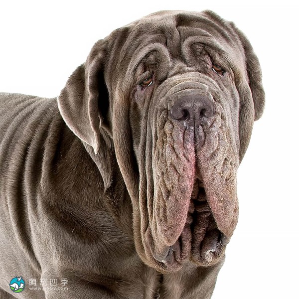 拿波里顿獒犬-13