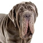 拿波里顿獒犬-缩略图-13