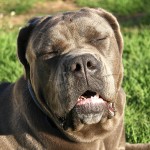 拿波里顿獒犬-缩略图-14