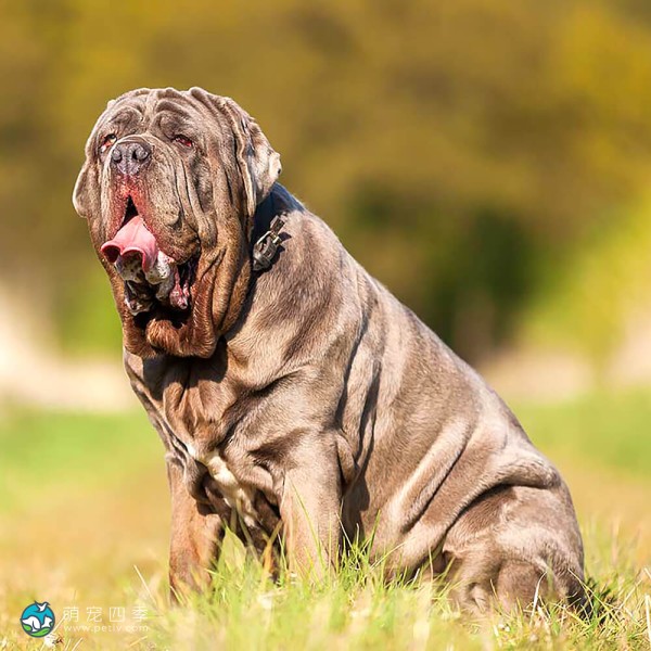 拿波里顿獒犬-15