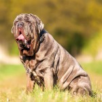 拿波里顿獒犬-缩略图-15