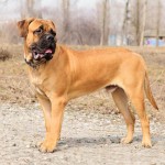 斗牛獒犬-缩略图-1