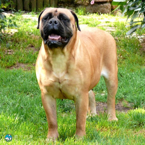 斗牛獒犬-2