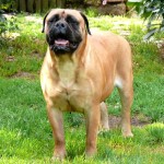 斗牛獒犬-缩略图-2