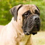 斗牛獒犬-缩略图-4