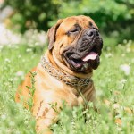 斗牛獒犬-缩略图-6