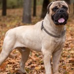 斗牛獒犬-缩略图-7