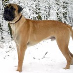 斗牛獒犬-缩略图-8