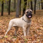 斗牛獒犬-缩略图-11