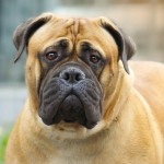 斗牛獒犬-缩略图-13