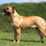 斗牛獒犬-缩略图-14