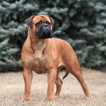 斗牛獒犬-缩略图-15