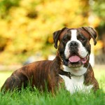 拳师犬-缩略图-1