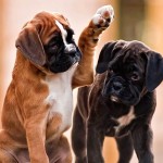 拳师犬-缩略图-2