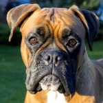 拳师犬-缩略图-3