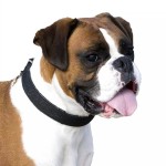 拳师犬-缩略图-4