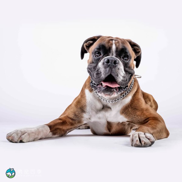 拳师犬-5