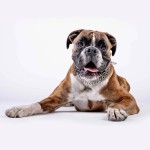 拳师犬-缩略图-5