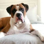 拳师犬-缩略图-8