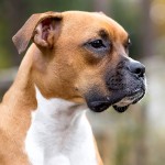 拳师犬-缩略图-9