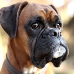 拳师犬-缩略图-10