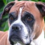 拳师犬-缩略图-11