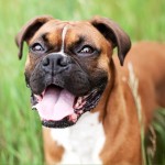 拳师犬-缩略图-12