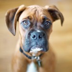 拳师犬-缩略图-13