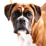 拳师犬-缩略图-14