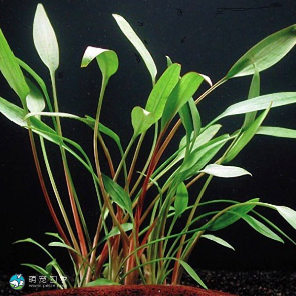 内维威利斯椒草-1