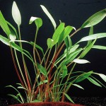 内维威利斯椒草-缩略图-1