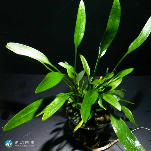 内维威利斯椒草-2