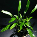 内维威利斯椒草-缩略图-2