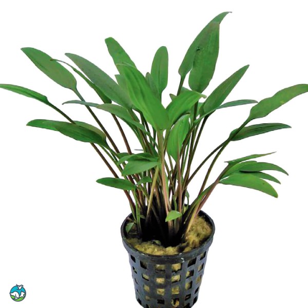 内维威利斯椒草-3