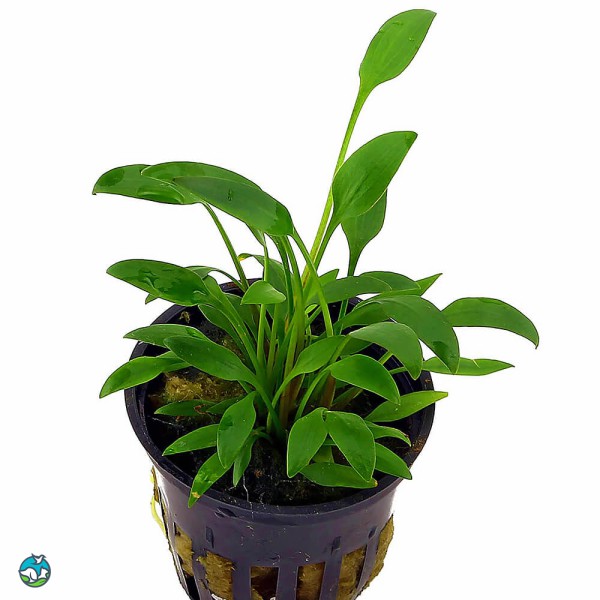 内维威利斯椒草-4