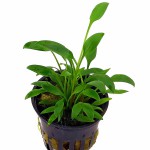 内维威利斯椒草-缩略图-4