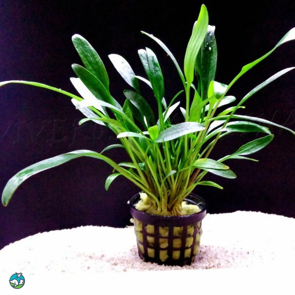 内维威利斯椒草-5