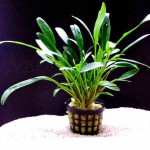 内维威利斯椒草-缩略图-5