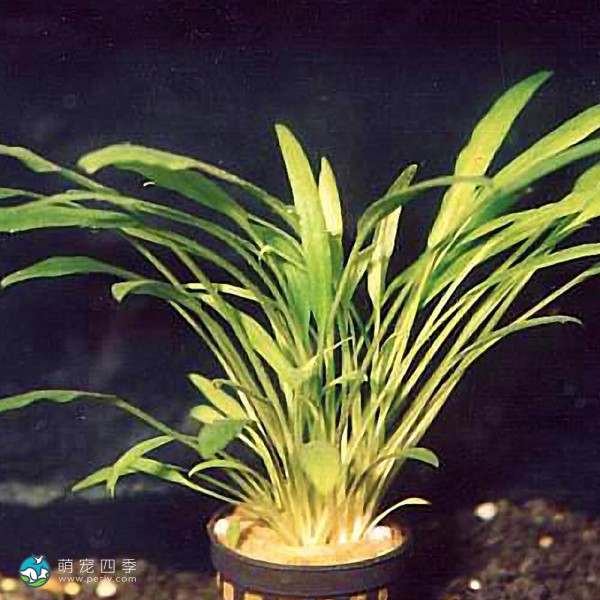 内维威利斯椒草-6