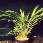 内维威利斯椒草-缩略图-6