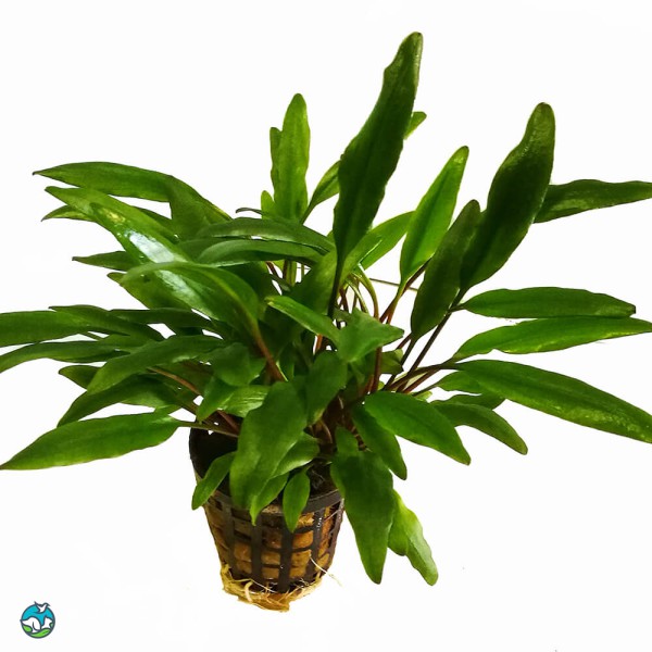 内维威利斯椒草-7