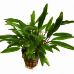 内维威利斯椒草-缩略图-7