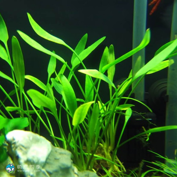 内维威利斯椒草-8