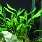 内维威利斯椒草-缩略图-8