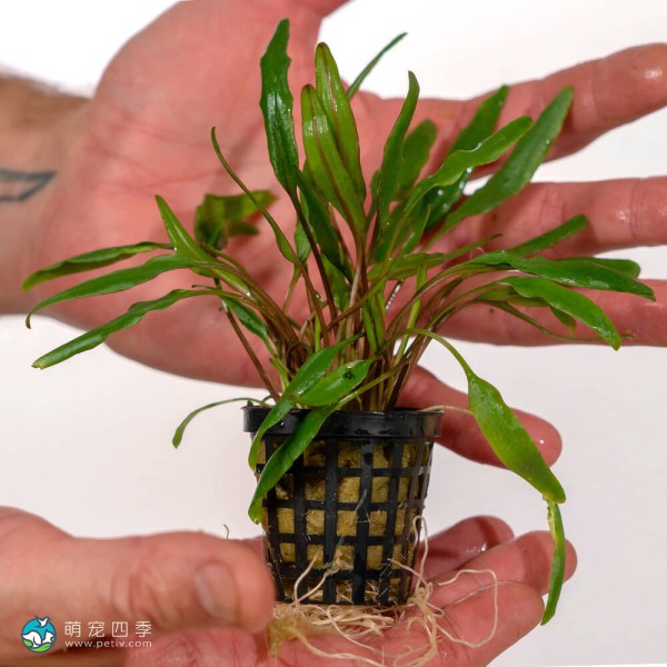 内维威利斯椒草-9