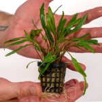 内维威利斯椒草-缩略图-9