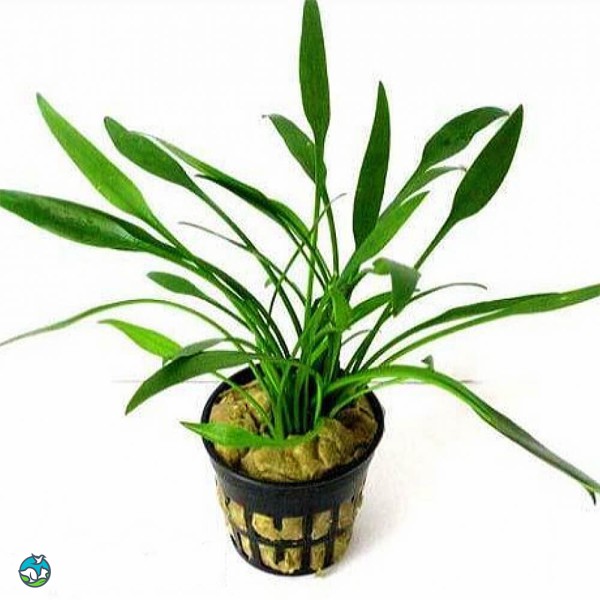 内维威利斯椒草-10