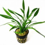 内维威利斯椒草-缩略图-10