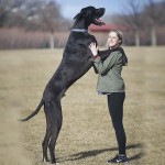 大丹犬-缩略图-2