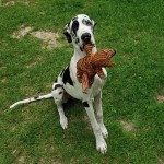 大丹犬-缩略图-3